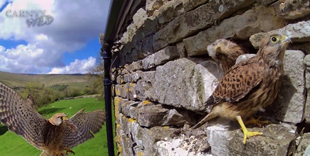 Building An Archive of Live Wildlife Footage